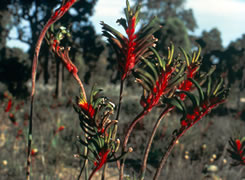 オーストラリア発見 自然 動植物 生き物 環境 独特な植物